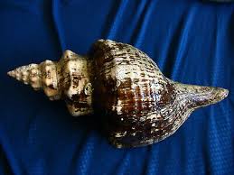 Image result for Triplofusus giganteus