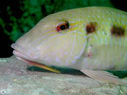 Image result for Pseudupeneus maculatus