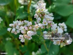 Attēlu rezultāti vaicājumam “Fagopyrum esculentum flower”