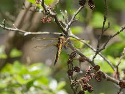 Attēlu rezultāti vaicājumam “Epitheca bimaculata”