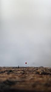 Attēlu rezultāti vaicājumam “Comatricha fragilis”