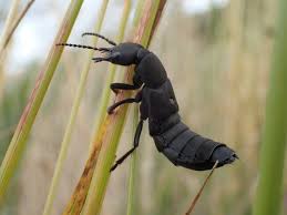 Billedresultat for rovbille