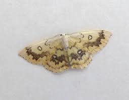 Attēlu rezultāti vaicājumam “Cyclophora annularia”