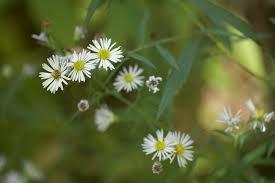 Image result for Aster lanceolatus