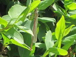 Image result for Bristol Swifts