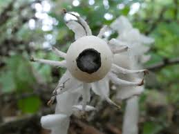 Image result for ギンリョウソウ