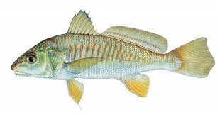 Image result for Micropogonias undulatus