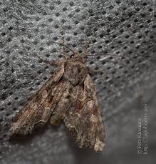 Attēlu rezultāti vaicājumam “Lacanobia suasa”