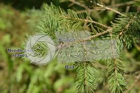 Attēlu rezultāti vaicājumam “Pseudotsuga menziesii”