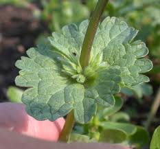 Attēlu rezultāti vaicājumam “Lamium amplexicaule”