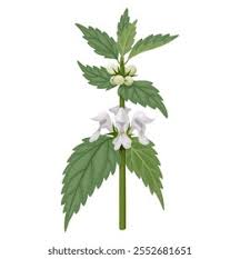 Attēlu rezultāti vaicājumam “Lamium album flower”