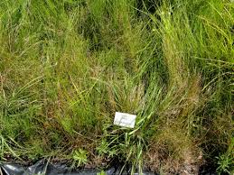 Attēlu rezultāti vaicājumam “Carex dioica”