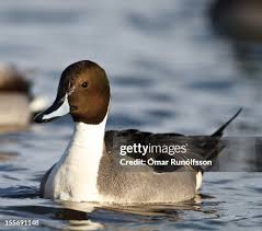 Attēlu rezultāti vaicājumam “Anas acuta”