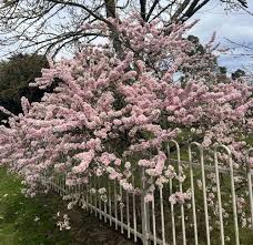 Attēlu rezultāti vaicājumam “Prunus (plum-tree)”