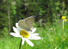 Attēlu rezultāti vaicājumam “Lycaena tityrus female”
