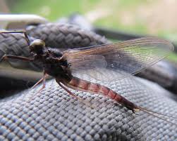 Attēlu rezultāti vaicājumam “Siphlonurus male”