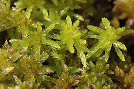 Attēlu rezultāti vaicājumam “Sphagnum angustifolium”
