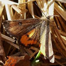 Attēlu rezultāti vaicājumam “Archiearis parthenias”