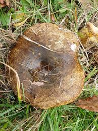 Attēlu rezultāti vaicājumam “Lactarius necator”