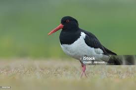 Attēlu rezultāti vaicājumam “Haematopus ostralegus”