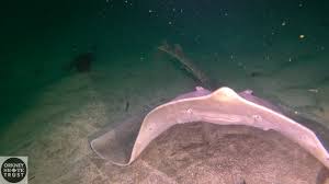 Image result for Dipturus intermedius