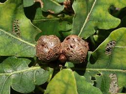 Attēlu rezultāti vaicājumam “Lycogala conicum sessile”