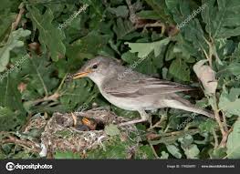 Image result for Hippolais pallida