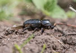 Attēlu rezultāti vaicājumam “Sinodendron cylindricum male”