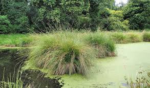 Attēlu rezultāti vaicājumam “Carex paniculata”