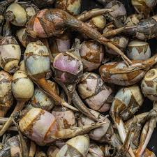 Attēlu rezultāti vaicājumam “Sagittaria sagittifolia fruit”