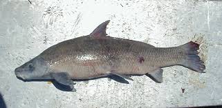 Image result for Cycleptus elongatus