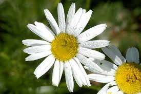 Attēlu rezultāti vaicājumam “Tripleurospermum inodorum flower”