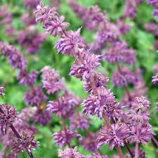 Attēlu rezultāti vaicājumam “Salvia verticillata”