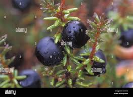 Attēlu rezultāti vaicājumam “Empetraceae”