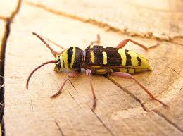 Attēlu rezultāti vaicājumam “Plagionotus detritus imago”