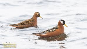 Attēlu rezultāti vaicājumam “Phalaropus fulicarius adult”
