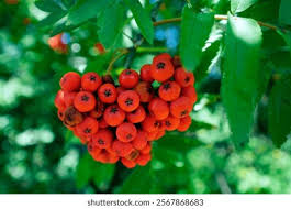 Attēlu rezultāti vaicājumam “Sorbus aucuparia fruit”