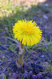 Attēlu rezultāti vaicājumam “Tussilago farfara”