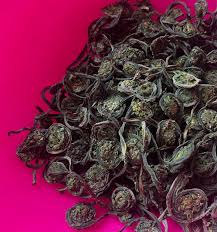 Attēlu rezultāti vaicājumam “Cardamine impatiens fruit”