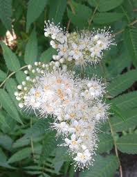 Attēlu rezultāti vaicājumam “Sorbaria sorbifolia flower”