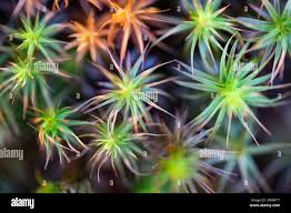 Attēlu rezultāti vaicājumam “Tortula lingulata macro”