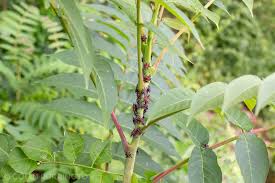 Attēlu rezultāti vaicājumam “Cribraria aurantiaca young”