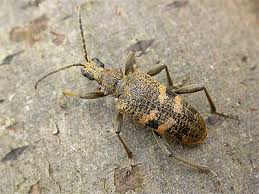 Attēlu rezultāti vaicājumam “Rhagium mordax”