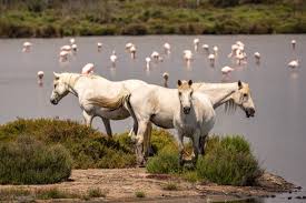 Image result for parque natural de camargue