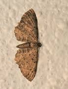 Attēlu rezultāti vaicājumam “Anticollix sparsata”