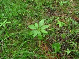 Attēlu rezultāti vaicājumam “Trientalis europaea leaf”