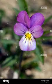Attēlu rezultāti vaicājumam “Viola tricolor subsp. curtisii flower”