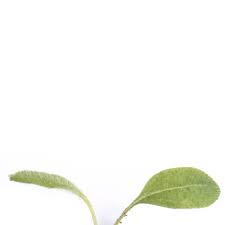 Attēlu rezultāti vaicājumam “Rudbeckia hirta var. hirta leaf”