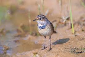 Attēlu rezultāti vaicājumam “Luscinia svecica adult”