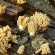 Attēlu rezultāti vaicājumam “Heterotrichia oerstedii (syn. Arcyria oerstedii) spores”